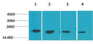 p21 Polyclonal Antibody