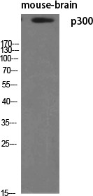 p300 Polyclonal Antibody