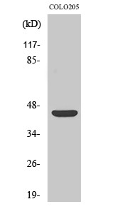 p47-phox Polyclonal Antibody