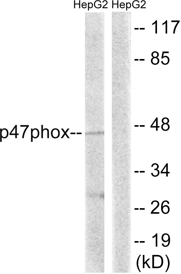 p47-phox Polyclonal Antibody