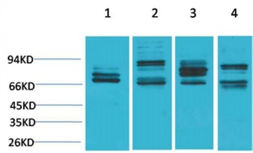 Nrf2 Polyclonal Antibody