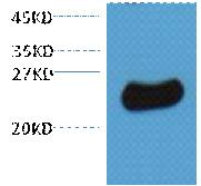 Plant GST Rabbbit Polyclonal Antibody