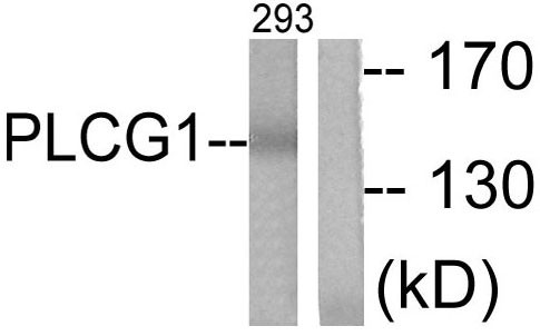 PLC γ1 Polyclonal Antibody