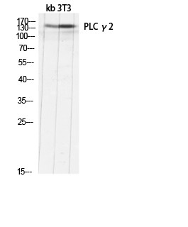 PLC γ2 Polyclonal Antibody