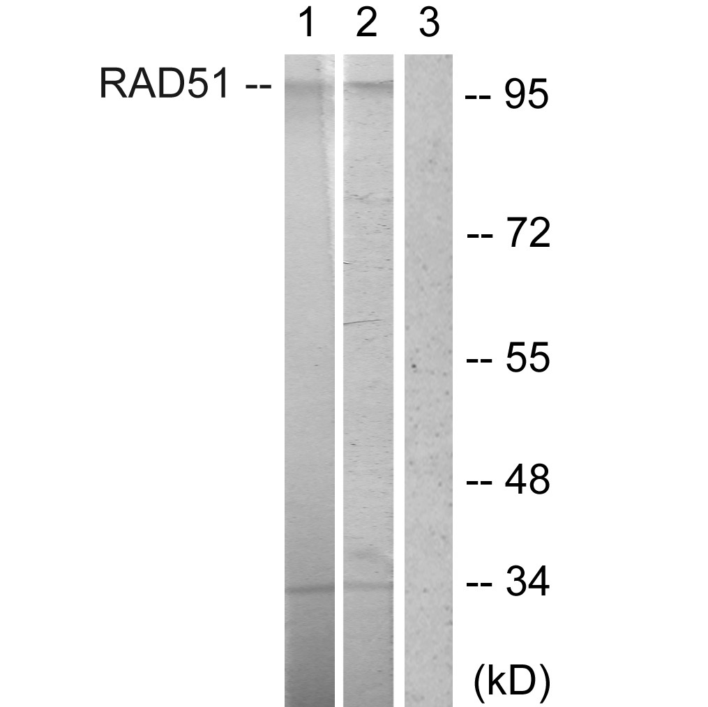 Oct-1 Polyclonal Antibody