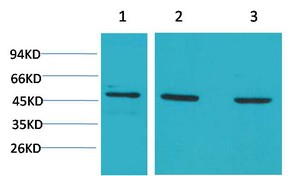 MEK-5 Polyclonal Antibody