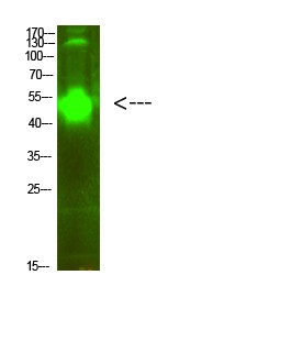 MMP-10 Polyclonal Antibody