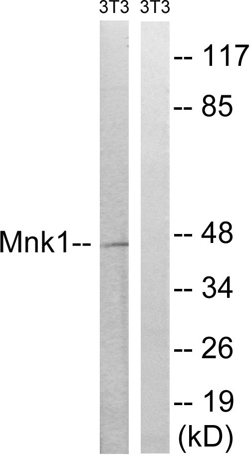 Mnk1 Polyclonal Antibody