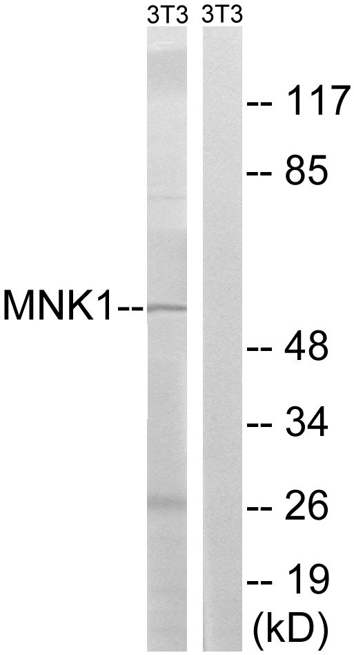 Mnk1 Polyclonal Antibody