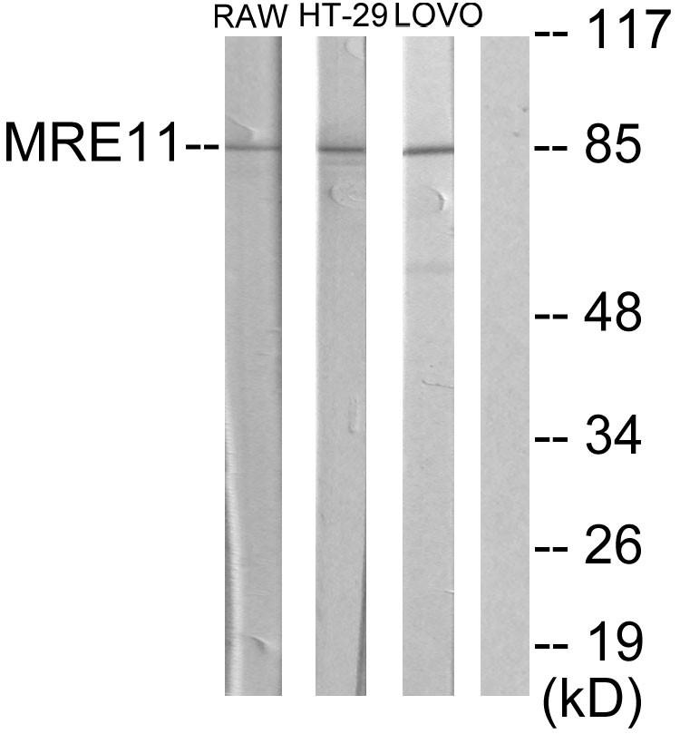 MRE11 Polyclonal Antibody