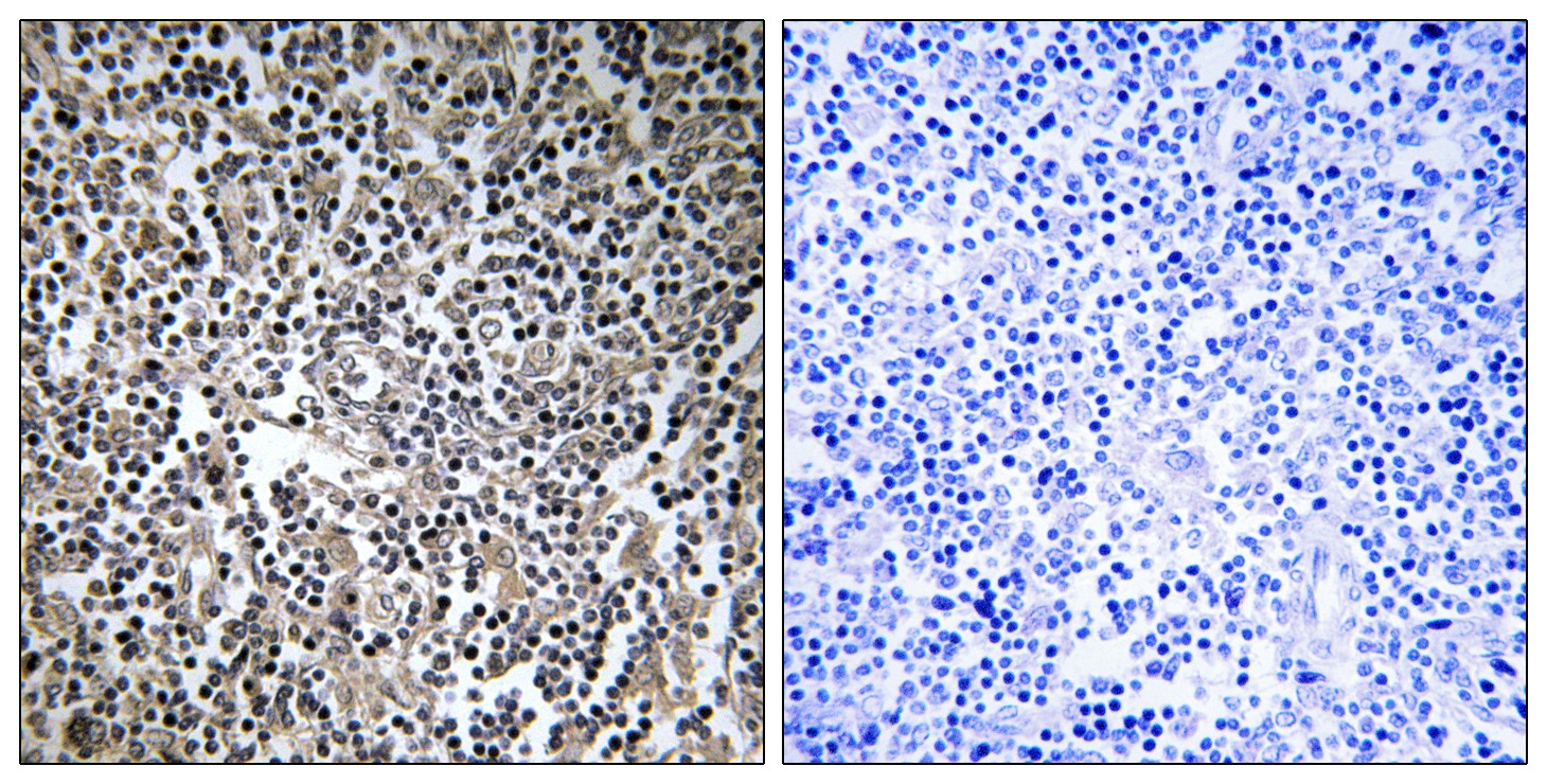 M-RIP Polyclonal Antibody