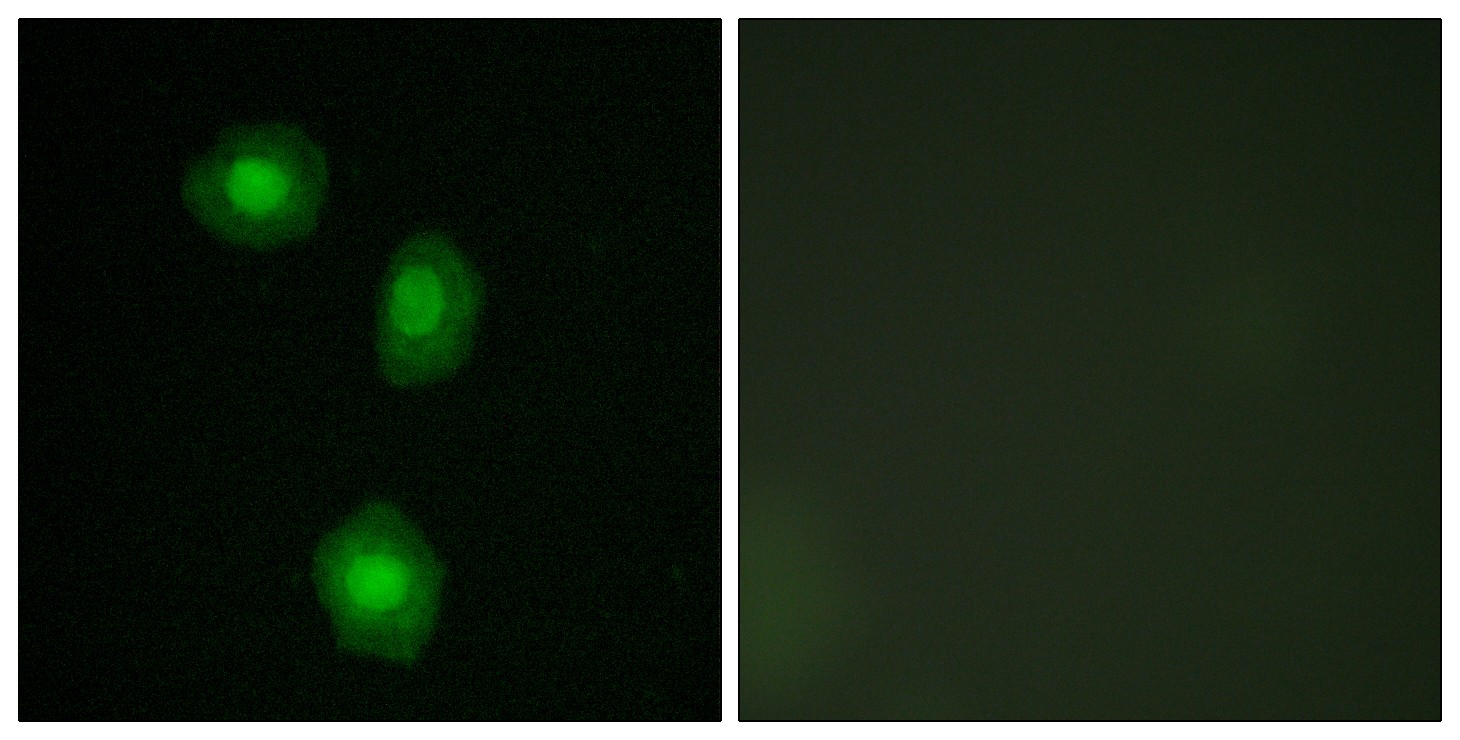 MSK1 Polyclonal Antibody