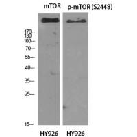 mTOR Polyclonal Antibody