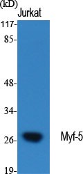 Myf-5 Polyclonal Antibody