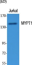 MYPT1 Polyclonal Antibody