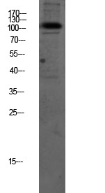 Na+/K+-ATPase α1 Polyclonal Antibody