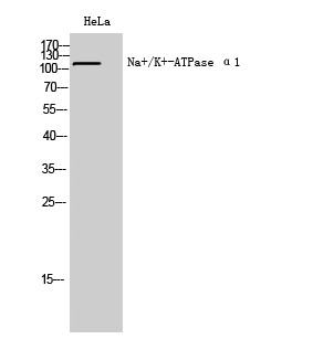 Na+/K+-ATPase α1 Polyclonal Antibody