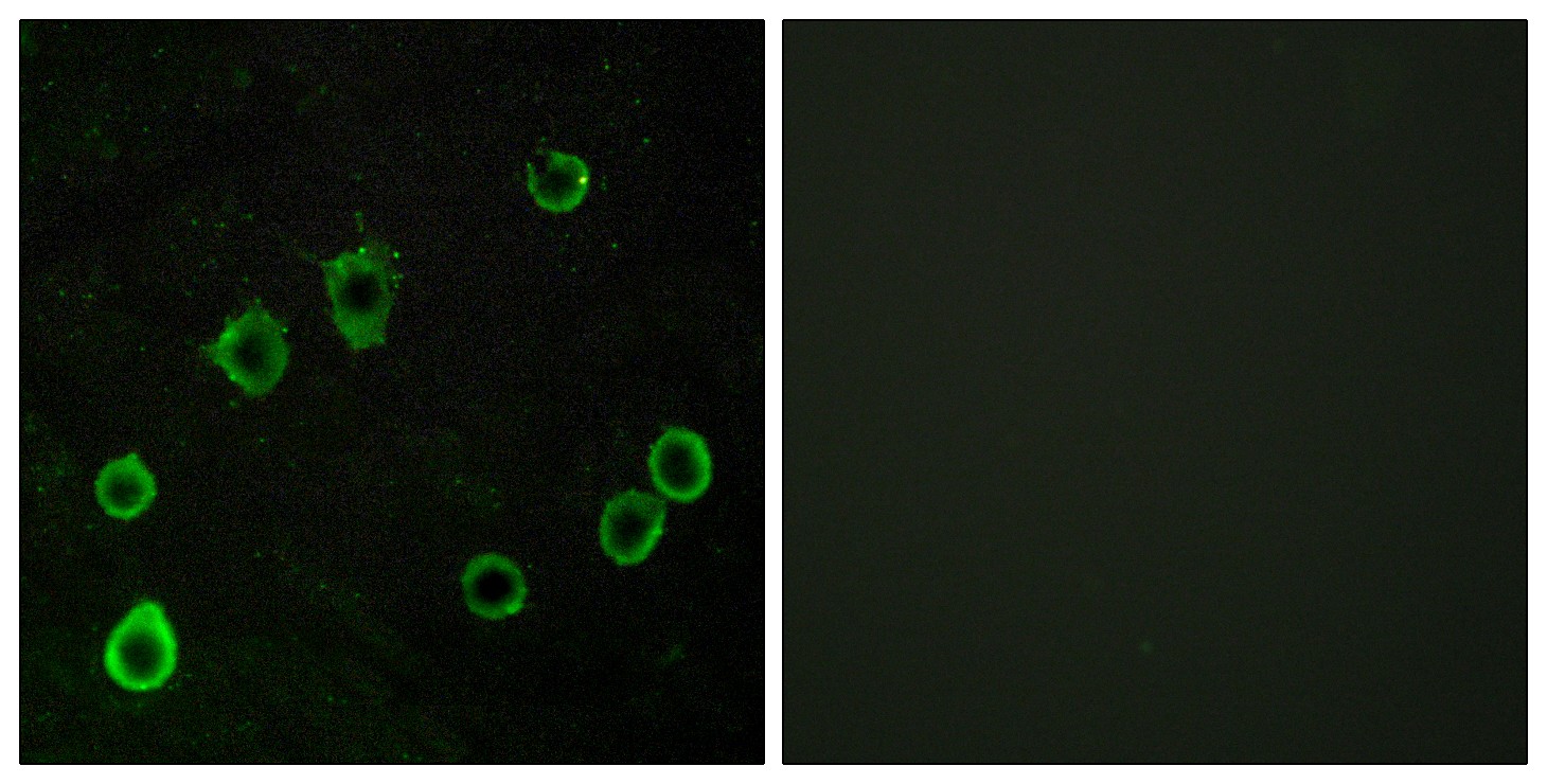 Adenosine A2A-R Polyclonal Antibody