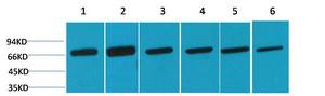 HSC70 Polyclonal Antibody