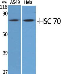 HSC70 Polyclonal Antibody