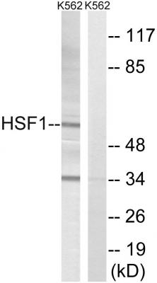 HSF1 Polyclonal Antibody