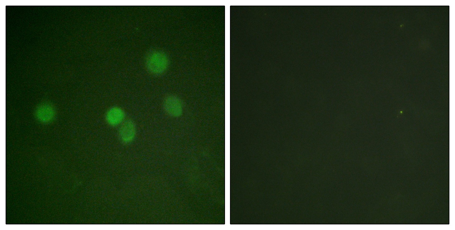 Sp1 Polyclonal Antibody