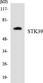 SPAK Polyclonal Antibody