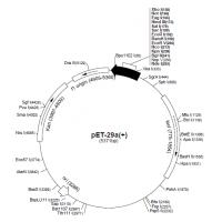 pET-29a（+）