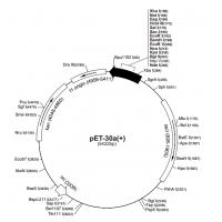 pET-30a（+）