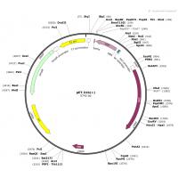 pET-31b（+）