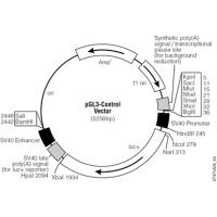 pGL3-Control Vector