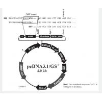 pcDNA3.1/GS