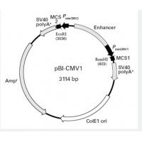 pBI-CMV1