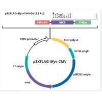 p3xFLAG-Myc-CMV-24