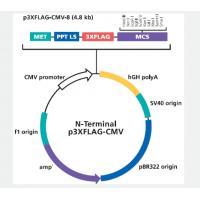 p3xFLAG-CMV-8