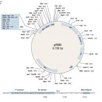 pTXB1