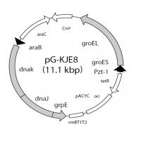 pG-KJE8