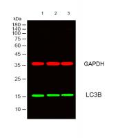 LC3B Polyclonal Antibody