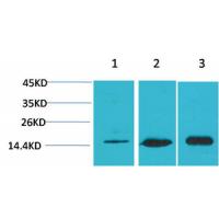 LC3B Polyclonal Antibody