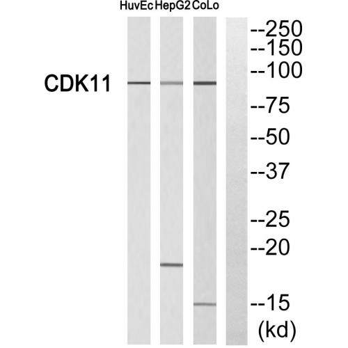 Cdk11A/B Polyclonal Antibody