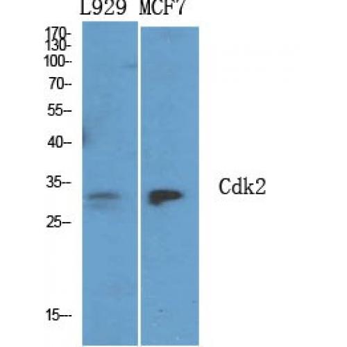 Cdk2 Polyclonal Antibody