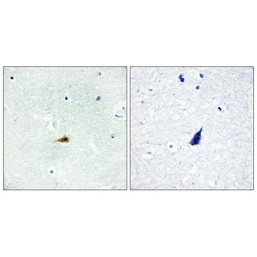 SMRTe Polyclonal Antibody