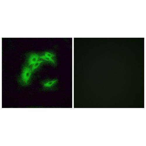 Olfactory receptor 5I1 Polyclonal Antibody