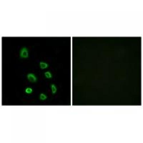 Olfactory receptor 5K1 Polyclonal Antibody