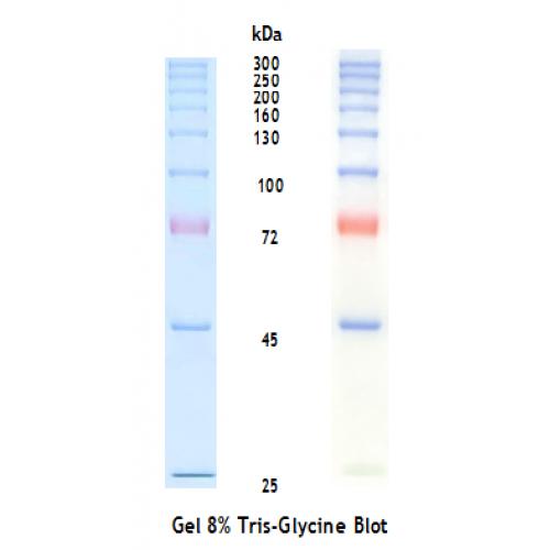 超高分子量预染蛋白Marker（25-300kDa）
