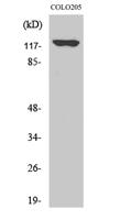 A Cyclase I Polyclonal Antibody