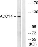 A Cyclase IV Polyclonal Antibody