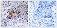 A Cyclase IX Polyclonal Antibody