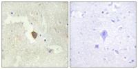 A Cyclase VII Polyclonal Antibody