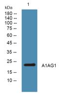 A1AG1 Polyclonal Antibody